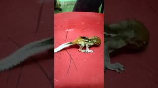 അണ്ണാൻ കുഞ്ഞ് #babysquirrel #squirrel #squirrelfeeder #pets #petlover #pet #shorts #love #viral