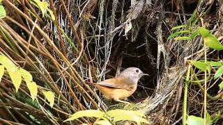 The Grey-cheeked fulvetta parent feed their babies, 繡眼畫眉育雛