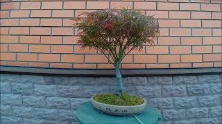 Клёны Японские бонсай Japanese Maples bonsai 2023 год 1 часть