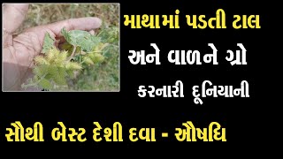 આ વનસ્પતિ... ટાલ માં વાળ ઉગાડવા અદ્દભુત પરિણામ આપે છે.એકવાર અનુભવ કરી જુઓ । Hair Fall Deshi Dava 01