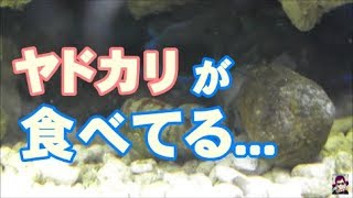 【初心者海水魚】ヤドカリが食べてる...【90cm水槽】