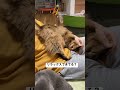 【不安定】膝の上で甘えるソマリ【尻あげてる】 cat shorts somali 猫 ソマリ ねこ