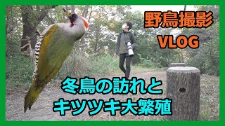 野鳥撮影Vlog 八王子に冬鳥がやってきた！「平山城址公園」 | ジョウビタキ、アオゲラ、コゲラなど| Birdwatching shot on SONY a7Ⅳ