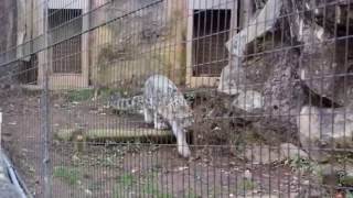 部屋から出てきたユキヒョウの「アサヒ」 多摩動物公園 ~ Snow leopard \