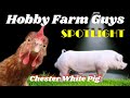 HFG Farm Animal Spotlight: Chester White Pig