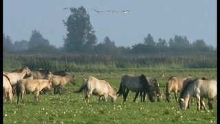 De Oostvaardersplassen