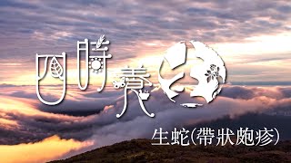 京都念慈菴六味地黃丸特約【四時養生】｜ 春季慎防「生蛇」，飲杯「火炭母夏枯草涼茶」，有清利濕熱、涼血解毒的功效。｜生蛇(帶狀皰疹)