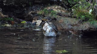 山中湖 大洞の泉のクロツグミ（雌）の水浴び　その６４（4K60P動画）