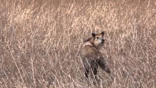 カモシカ・すこし走る　Japanese Serow