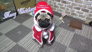 パグにクリスマスのコスプレをさせたら似合いすぎた！ 『おまめ日記』Pug Comedy Videos From Japan