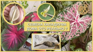 Семена каладиума дома это реально? Caladium seeds and seedlings