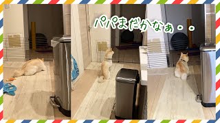 【柴犬】毎晩パパの帰りを健気に待ち続ける忠犬もち