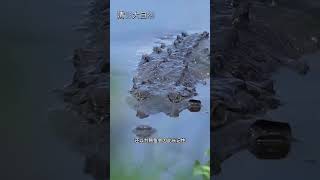 大象攻擊鱷魚 #看動物世界品百味人生 #野生動物零距離