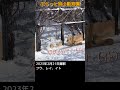 憧れのトラに大興奮 レイイト ライオン＃オリトファミリー 旭山動物園 shorts cubs lion