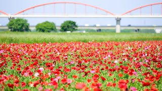 [開花状況]埼玉県鴻巣市、コスモスアリーナふきあげのポピー