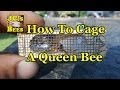 Caging A Queen Bee Caging A Queen Bee