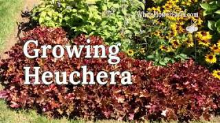 Growing Heuchera