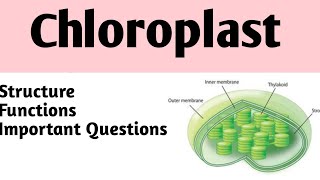 Chloroplast//Thylakoid//Stroma@pakEdu.tv-Allahrakha