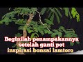 ganti pot dan program ulang bonsai lamtoro