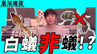 白蟻「不是」螞蟻而是？？的近親｜蟻窟小常識｜【臺灣蟻窟】