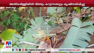 അതിരപ്പിള്ളിയില്‍ വീണ്ടും കൃഷി നശിപ്പിച്ച് കാട്ടാനകൂട്ടം; കാടുകയറ്റാനുള്ള ശ്രമം തുടങ്ങി| Elephant