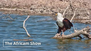 Birds By The Water | The Africam Show | November 12