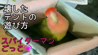 「ひとり遊びが上手なんです！」　文鳥\u0026コザクラインコ