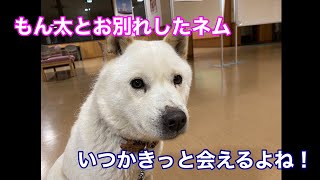 北海道犬のネムの子もん太の旅立ちの日！最後にノーリードで親子マッタリ🤗記念品の交換も！もん太は新潟に到着して堂々と檻に入る！初夜の夜泣きも無し