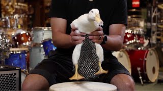 Instagram-famous duck Ben Afquack waddles into Guinness World Records 2021