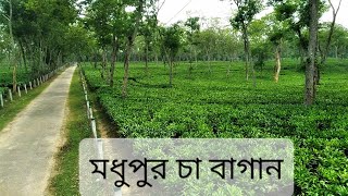 মধুপুর চা বাগান 🌱🌱 || বাহুবল উপজেলা || হবিগঞ্জ || Madhupur Tea Garden || Bahubal || Habiganj