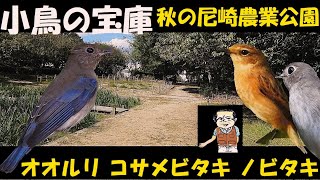 秋の尼崎農業公園、恐るべし！！小鳥でいっぱい！！野鳥観察、オオルリ、キビタキ、コサメビタキ､ノビタキ、モズ、カワラヒワ、シジュウカラ、コゲラ、メジロ、10月14日、うっちー探検発見ほっとけん、内山裕之