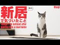 猫と新居で気づいたこと