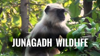 Junagadh Wildlife || Raj Meghvad