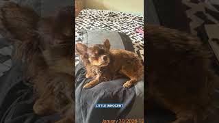 Florida Man Arrested After 'Beating Up' Chihuahua, Sheriff Says