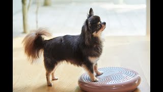 【犬用バランスディスク　使い方】Living with Pets 犬用バランスディスクが発売されました。愛犬の健康のために室内トレーニングを習慣に。