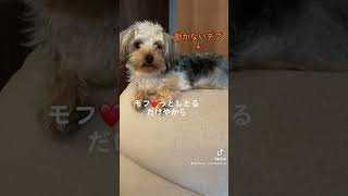 太ってる言い訳をする犬#ヨークシャーテリア #ヨークシャテリア #ヨーキー #yorkshire #yorkie #かわいい