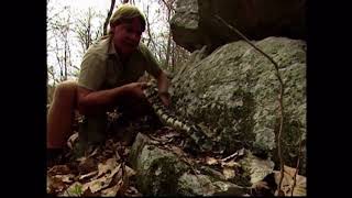 Steve Irwin Timber Rattlesnake, Part 1