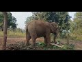 srilankan elephant u0026 african elephant රිදියගම සෆාරියේ අලි ගැන elephant zoo srilanka