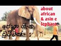 srilankan elephant & african elephant/රිදියගම සෆාරියේ අලි ගැන#elephant #zoo #srilanka