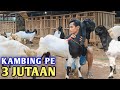 Review Kambing PE Termurah Di Lampung