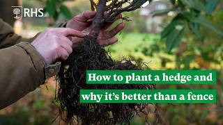 How to plant a hedge and why it’s better than a fence | The RHS