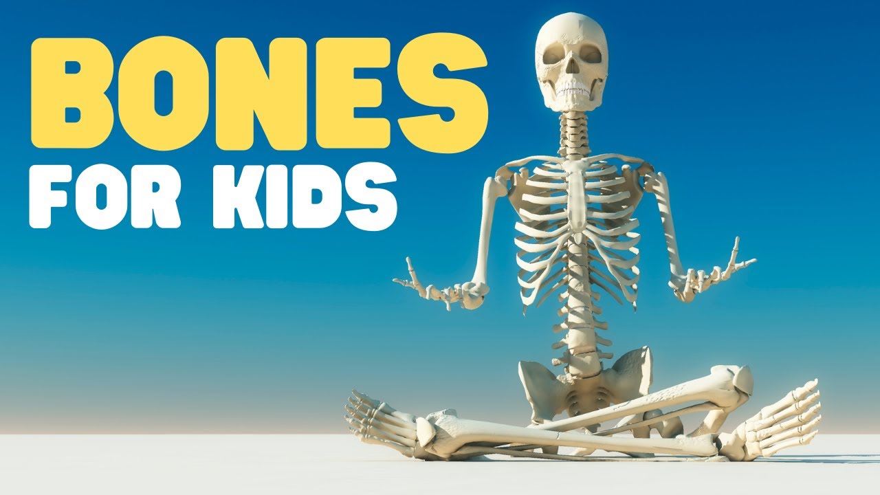 Bones For Kids | Learn About The Skeletal System For Kids - YouTube