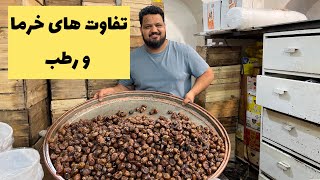 تفاوت خرما و رطب چیست؟ چطور رطب تبدیل به خرما میشود ؟؟