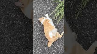 【トラ猫家族】名前を呼ぶと可愛い声でお返事する愛猫が後追いして駄々っ子猫に！【オリジナル曲】#shorts #cat#野良猫