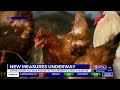 avian flu found in 5 pennsylvania counties new measures underway