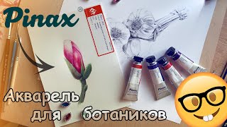 Мнение об акварели Pinax и ботаническая иллюстрация