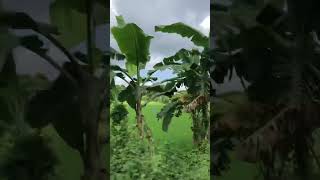 National anthem of Bangladesh with natural beauty of Bangladesh