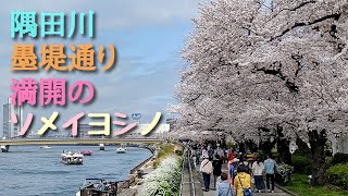 隅田川 墨堤(ぼくてい)通り 満開のソメイヨシノ   2022年3月30日撮影　