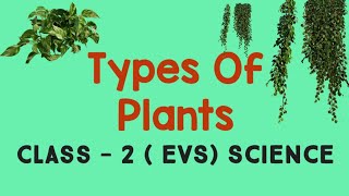 Types of Plants ( Grade - II ) CBSE