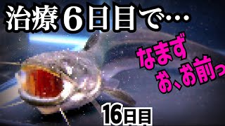 やせ細った病気ナマズの治療６日目でした。【痩せたナマズ16日目】